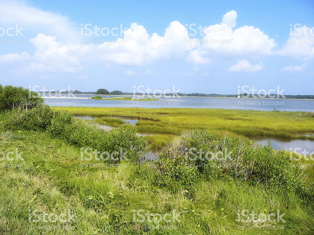 Greenvest LLC Salt marshes in New Jersey