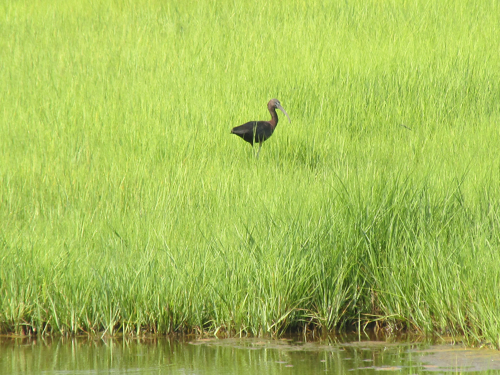 Greenvest LLC birds in impact investing projects