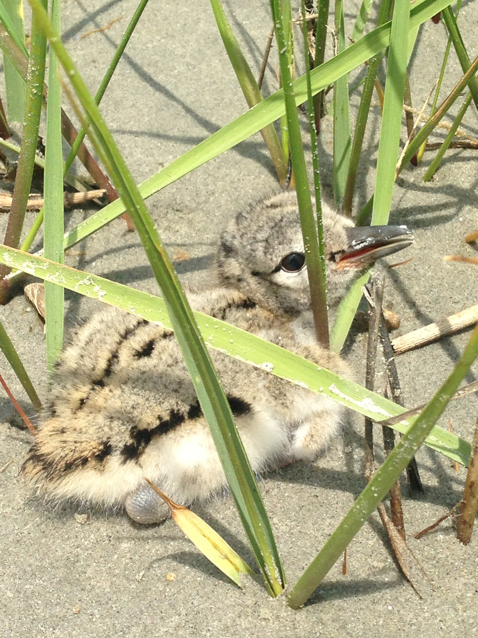 Greenvest LLC - Ring Island Oyster Catcher in Salt Marsh
