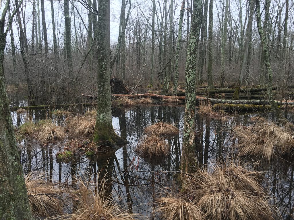 Trout Brook Mitigation Site Greenvest
