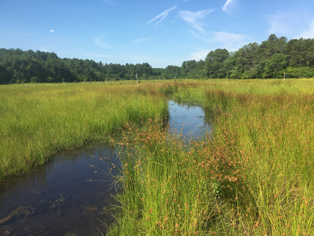 Greenvest LLC Wetland mitigation