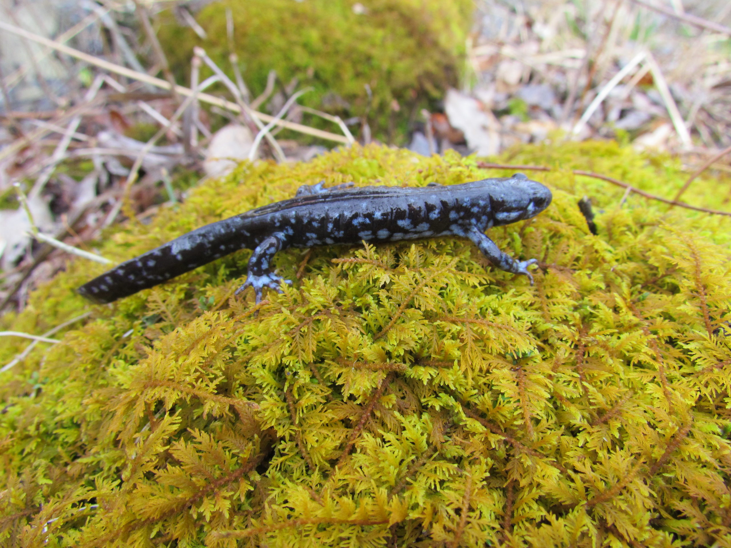 Greenvest LLC blue spotted salamander