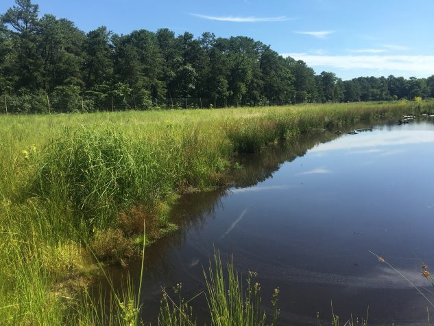 Greenvest LLC Ecosystem Restoration Mullica River Watershed