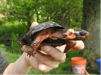 Greenvest LLC Ecosystem Restoration bog turtle