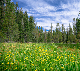 Meadow surrounded by evergreen forest