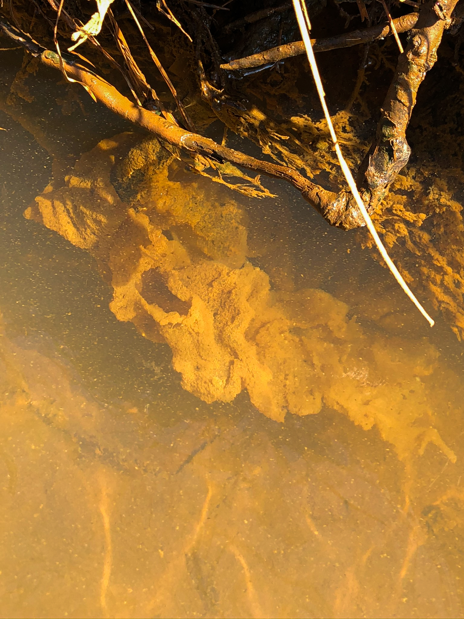 Greenvest LLC Ecosystem Restoration Eggs and stream fauna