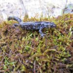 Greenvest LLC Salamander Monitoring