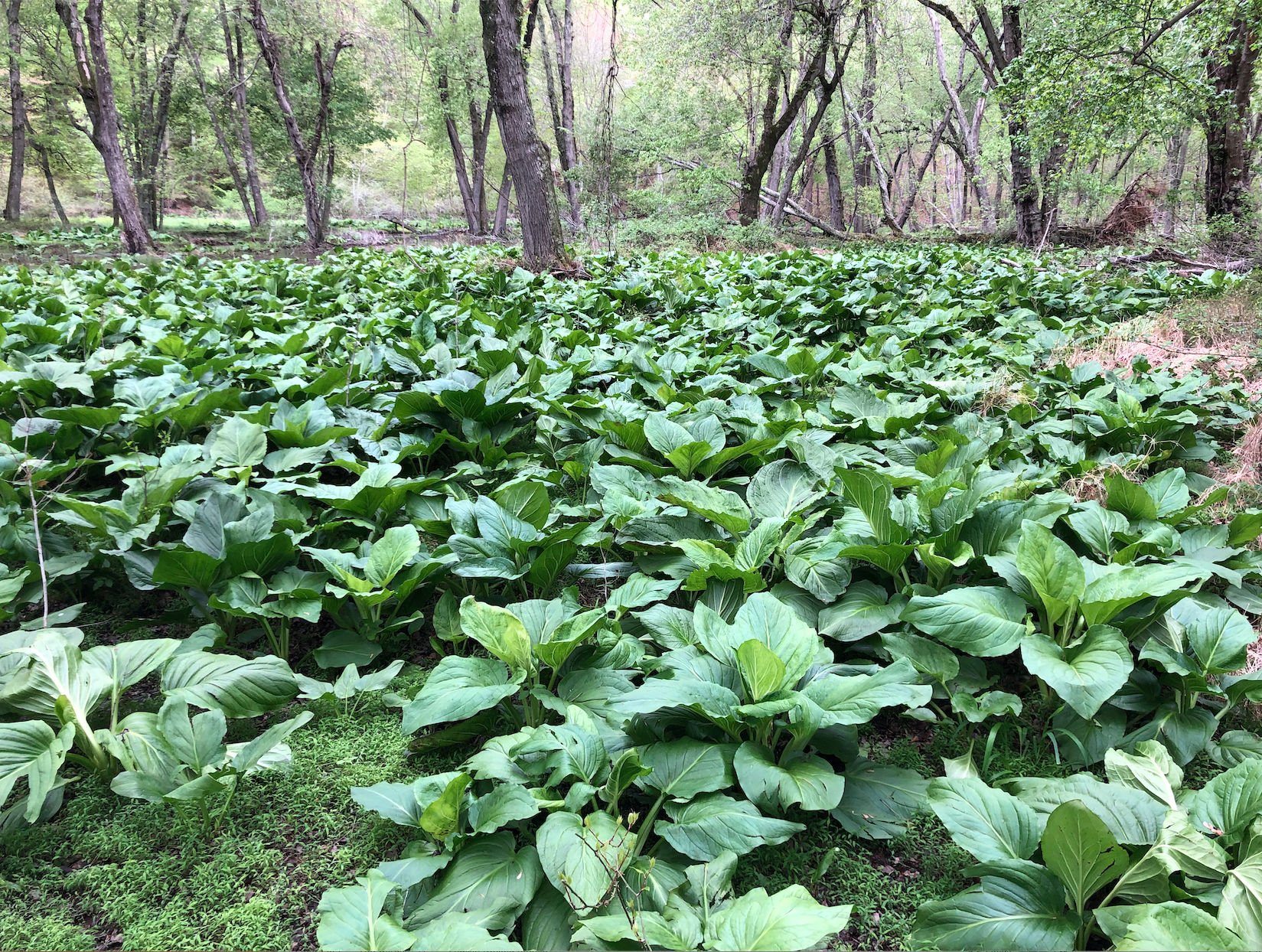 Greenvest LLC Stream Restoration Series - White Paper