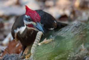 Greenvest LLC woodpecker in ecosystem restoration