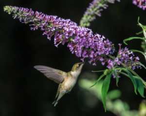 Greenvest LLC Hummingbird in ecosystem restoration