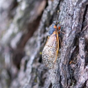 Greenvest LLC Ecosystem restoration - cicadas