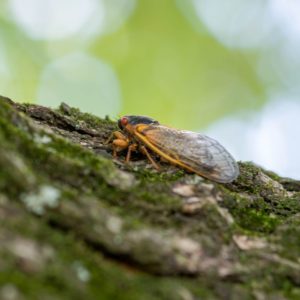 Greenvest LLC Ecosystem restoration - cicadas and other fauna