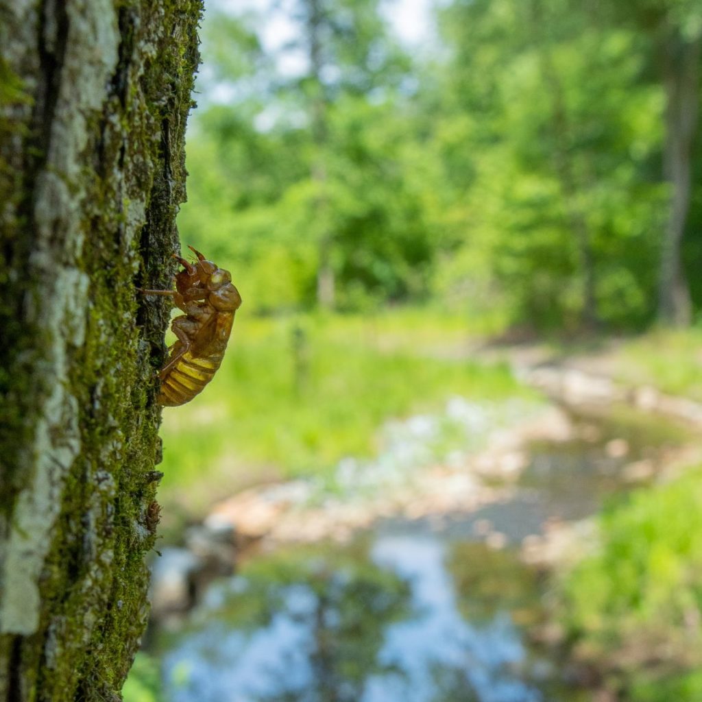 Greenvest LLC Ecosystem restoration - cicadas and other insects