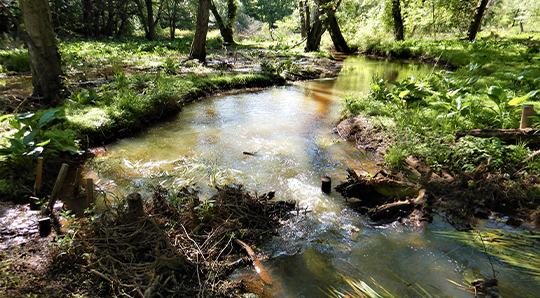 Bacon Ridge Stream Restoration Project
