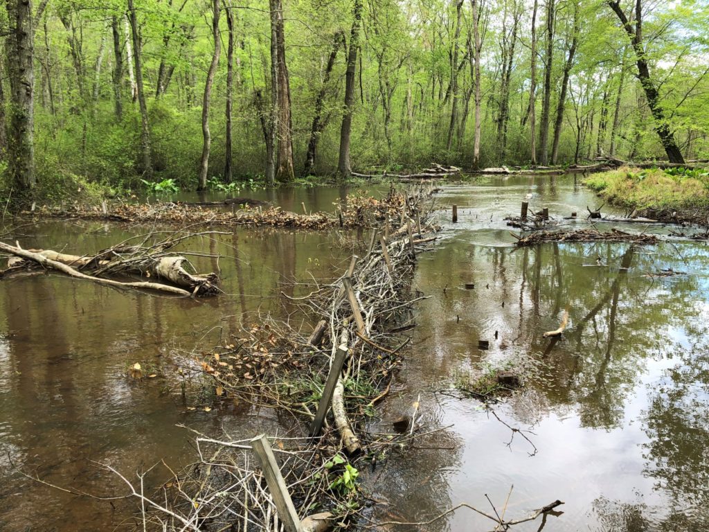 This photo from May 2020 shows the main stem of Bacon Ridge Branch on the right, with the floodplain on the left. The wattles on top of the stream bank and in the floodplain dissipate flow energies during overbank flow events.