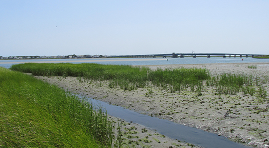 Ring Island Salt Marsh