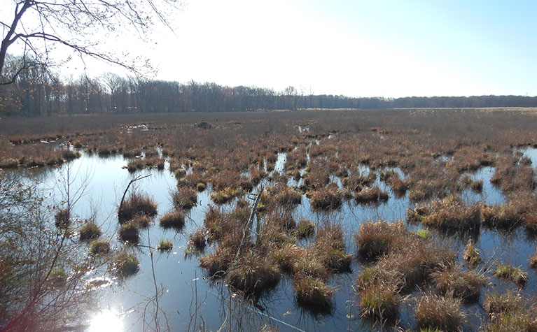 North American Properties Wetland Mitigation Project