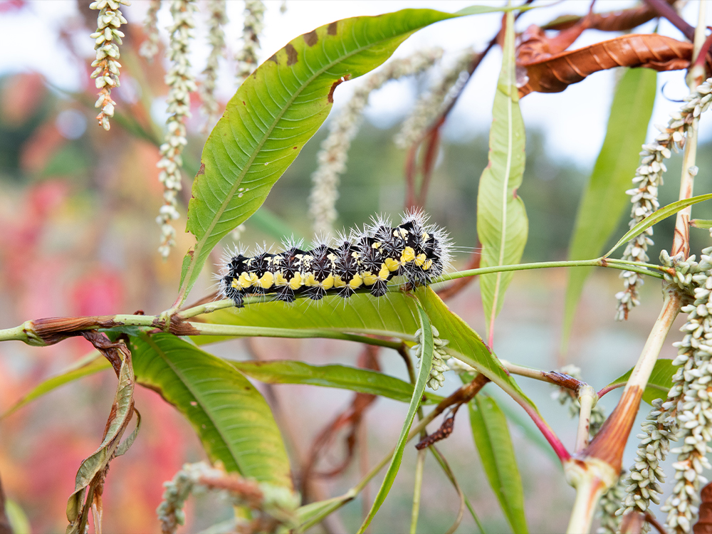 Piscataway caterpillar with wildlife in ecosystem by Greenvest LLC