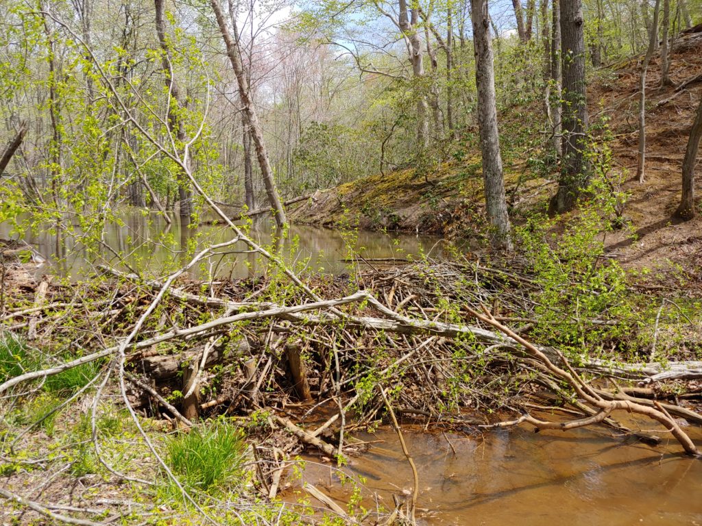 Beaver dam on top of log jam