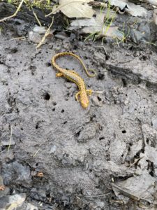 Long-tailed salamander in its natural habitat.