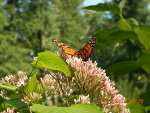 Monarch on Joe-Pye weed