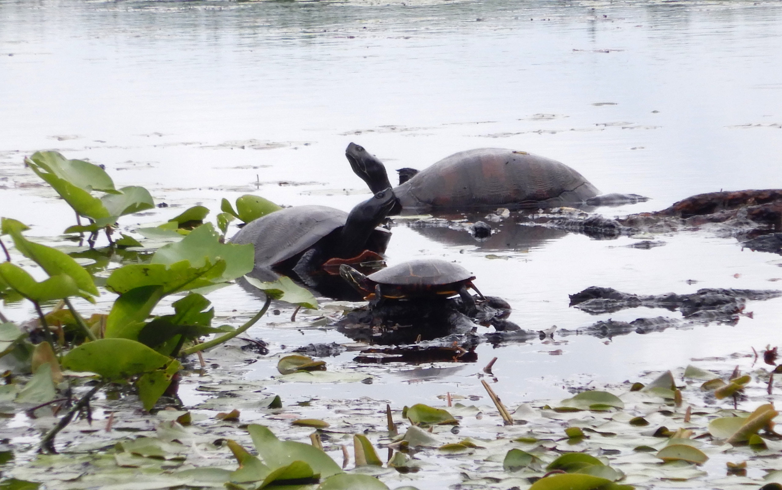 Red-bellied Cooter & Painted Turtles
