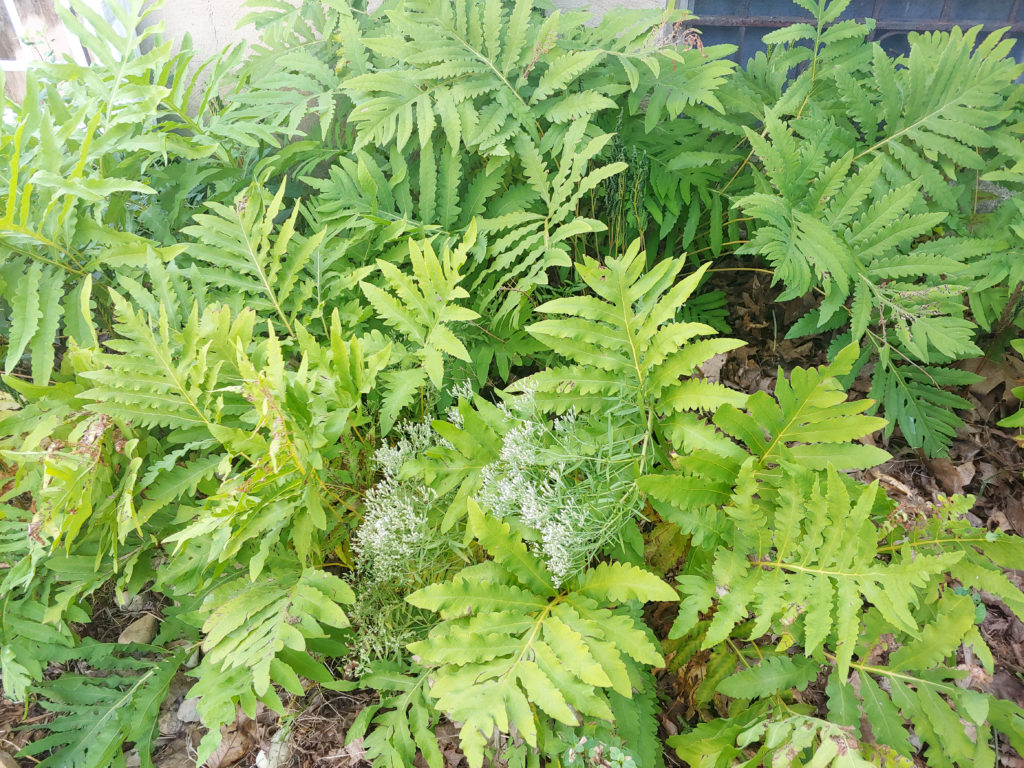 Sensitive ferns and hysspo-leaved throughwort