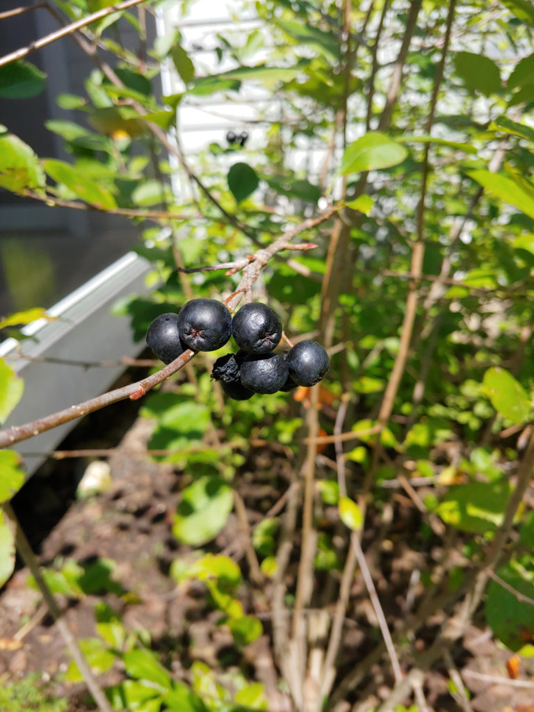 Black chokeberries