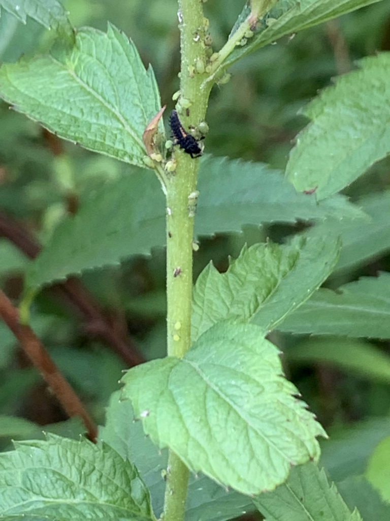 Ladybug larvae eating aphids