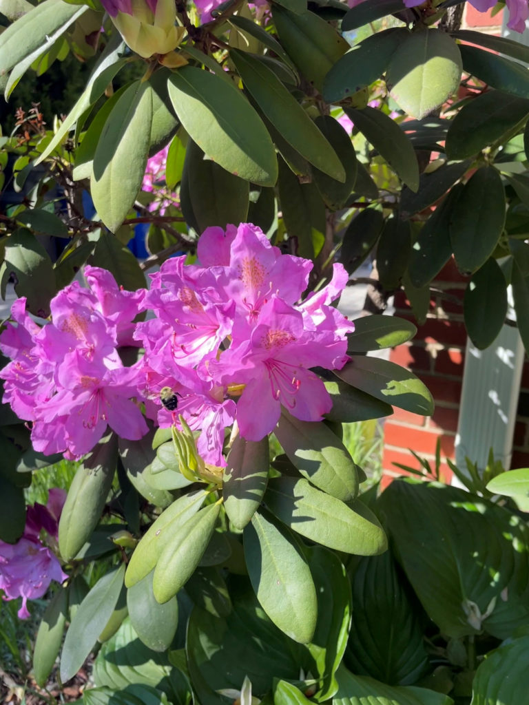 Rhododendron with pollinator