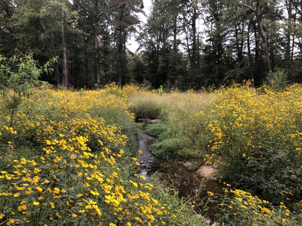 Tinkers Creek Stream Ecosystem, post restoration