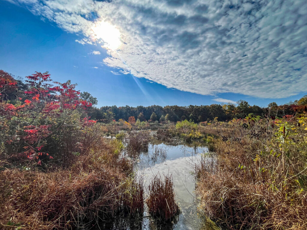 BARC Wetland Mitigation Project