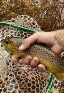 Brown Trout (Caught Elsewhere in the Gunpowder Falls)